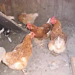 Appartement Tiefengraber *