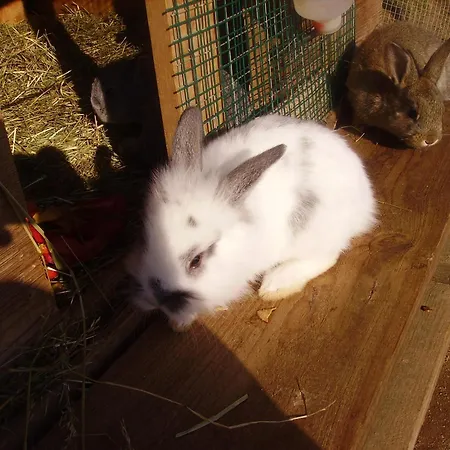 Tiefengraber Appartamento Weiz