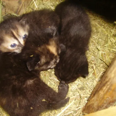 公寓 Tiefengraber 魏茨