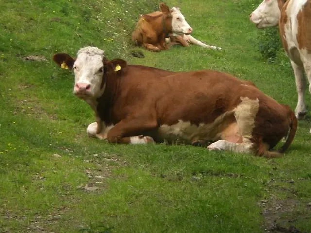 Appartement Tiefengraber