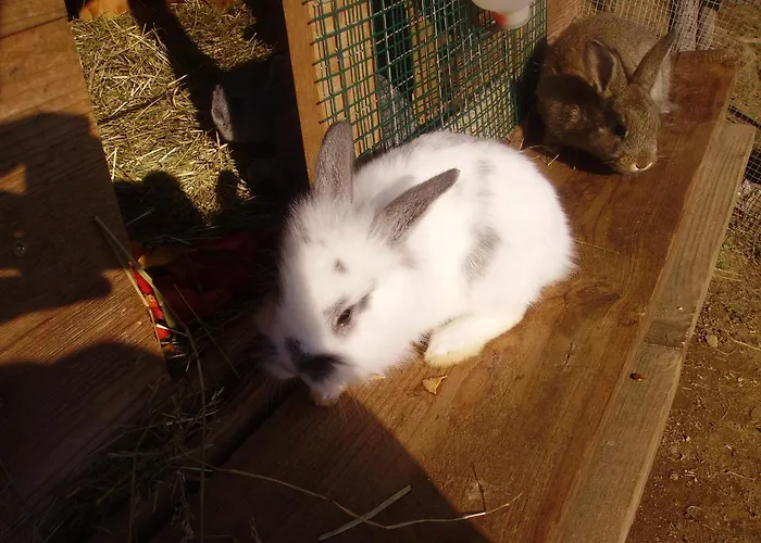 Tiefengraber 公寓 魏茨