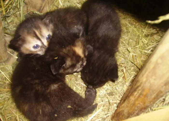 아파트 Tiefengraber 바이츠